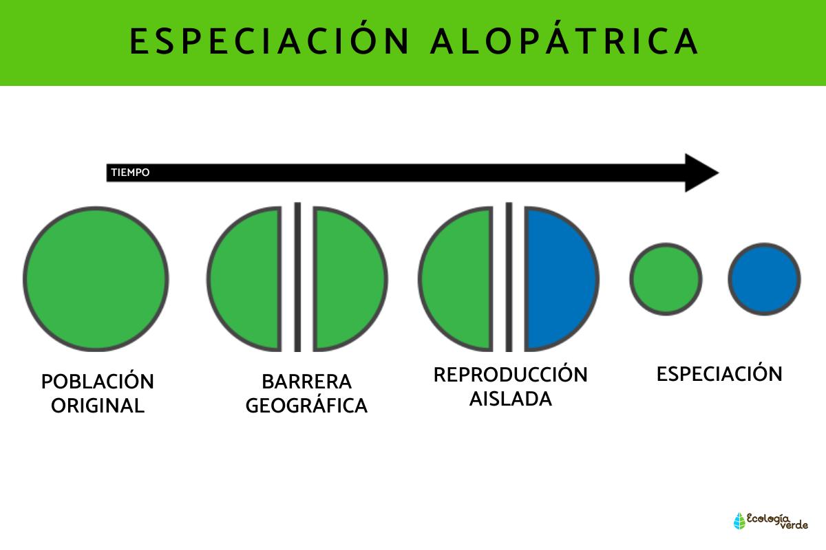Especiación alopátrica: ejemplos y características