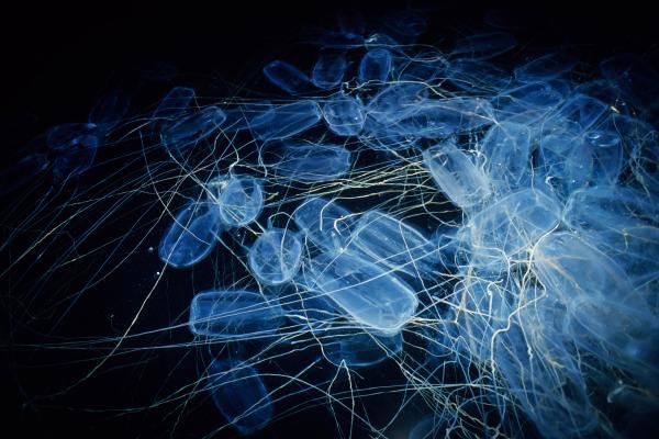 Avispa de mar - Reproducción de la avispa de mar