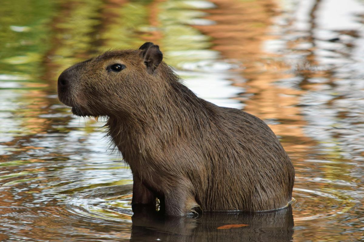 Capibara o carpincho