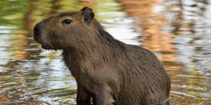 Capibara o carpincho