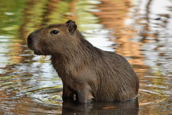 Capibara o carpincho