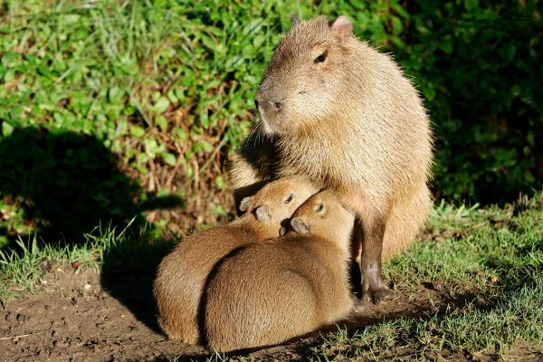 Capibara o carpincho - ¿Cómo es la reproducción del capibara o carpincho?