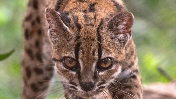 Parecía un gato salvaje más, pero su ADN ha revelado algo extraordinario: descubren en Bolivia una nueva especie de felino después de más de 100 años - El ejemplar que ayudó a descubrir la nueva especie