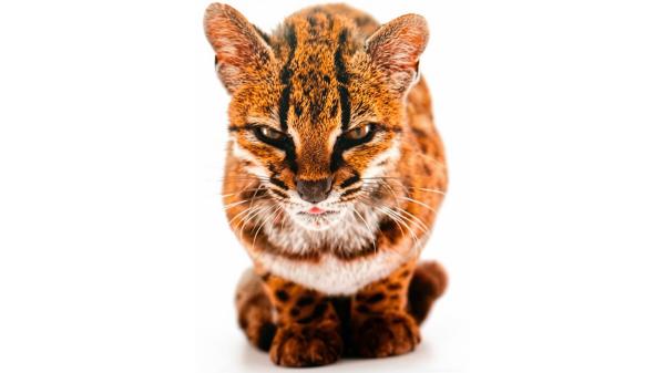 Parecía un gato salvaje más, pero su ADN ha revelado algo extraordinario: descubren en Bolivia una nueva especie de felino después de más de 100 años - El pequeño felino de Bolivia que resultó ser una especie desconocida