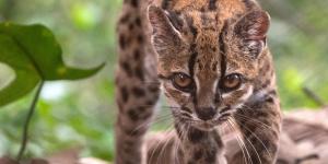 Parecía un gato salvaje más, pero su ADN ha revelado algo extraordinario: descubren en Bolivia una nueva especie de felino después de más de 100 años