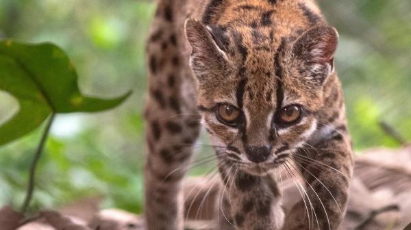 Parecía un gato salvaje más, pero su ADN ha revelado algo extraordinario: descubren en Bolivia una nueva especie de felino después de más de 100 años