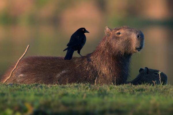 Capibara o carpincho - Preguntas frecuentes sobre los capibaras o carpinchos 