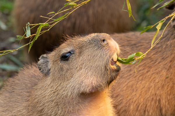 Capibara o carpincho - ¿Qué come el capibara o carpincho?