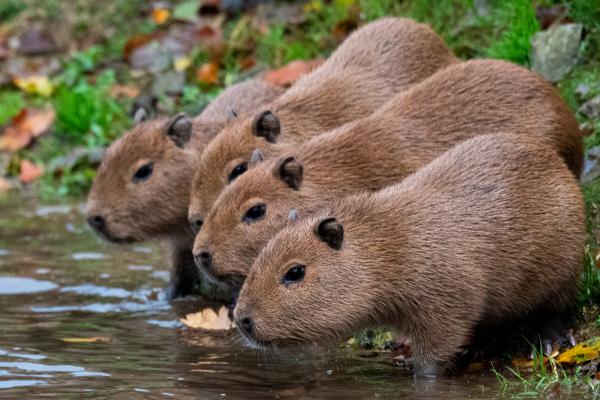 Capibara o carpincho - ¿Qué es un capibara o carpincho? ¿Cuáles son sus características?