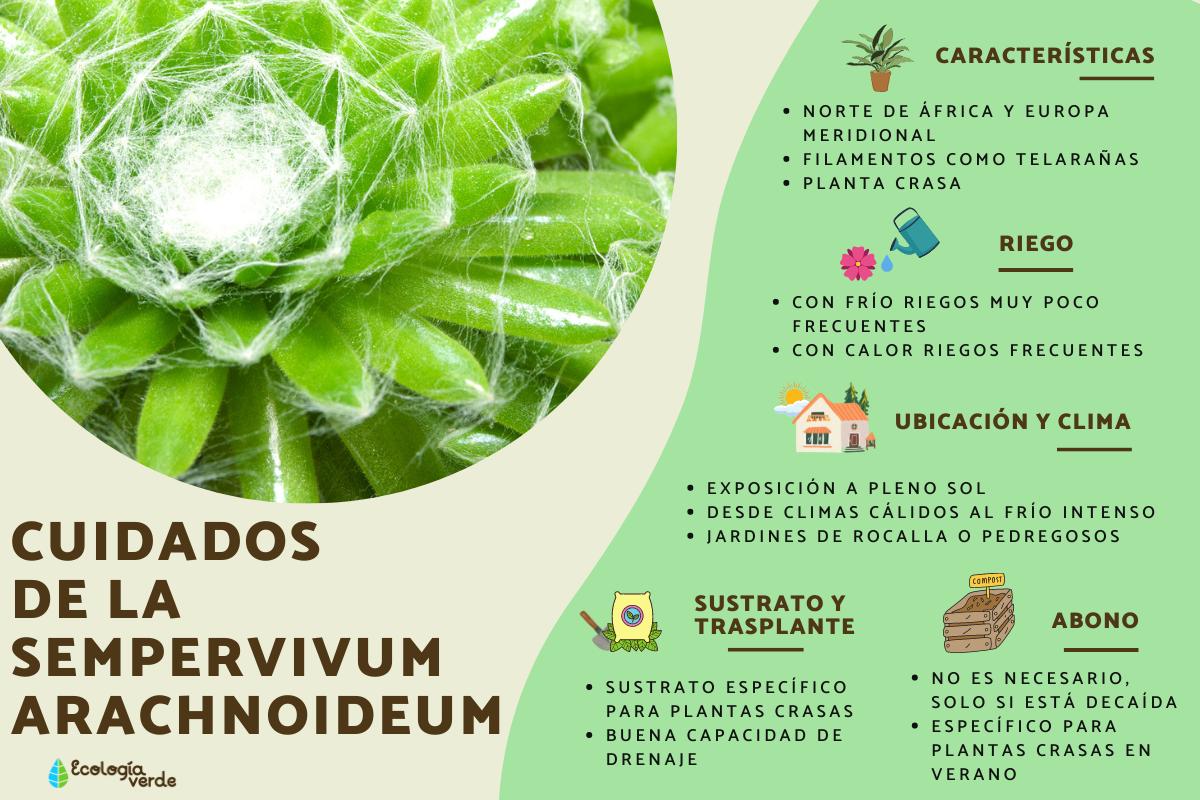 Sempervivum arachnoideum: cuidados