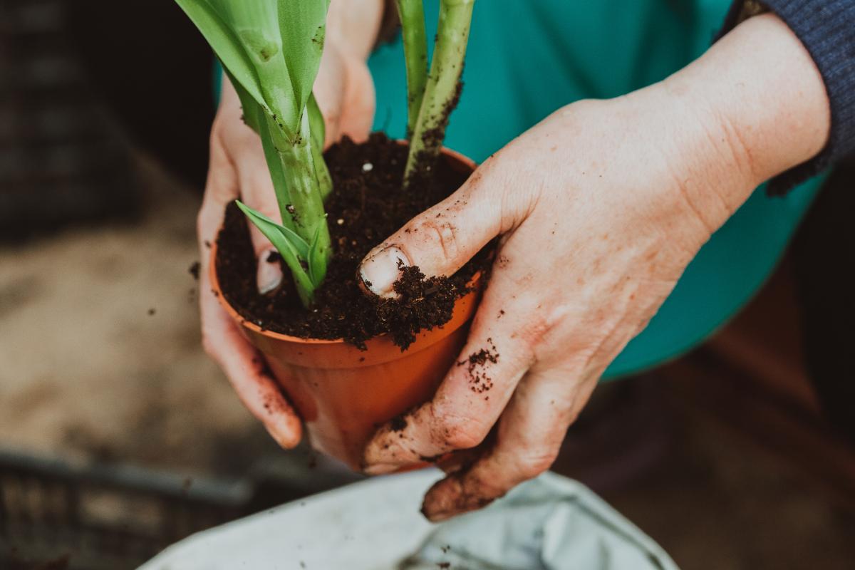 Sustrato universal: qué es y para qué sirve