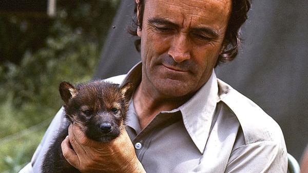 Félix Rodríguez de la Fuente, el pionero de la divulgación ambiental en España: “Las personas deben amar y respetar la Tierra, como aman y respetan a su propia madre” - El documental de RTVE que permite acercarse a su legado