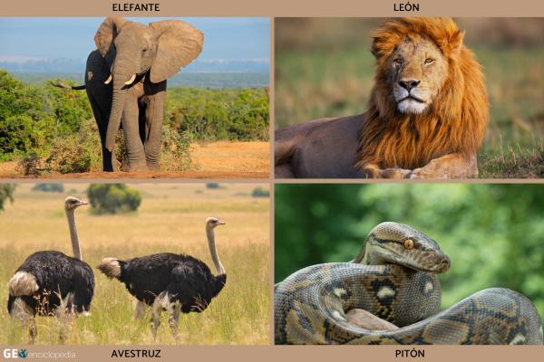 Sabana: qué es, características, flora y fauna - Fauna de la sabana