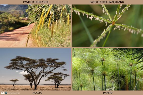 Sabana: qué es, características, flora y fauna - Flora de la sabana