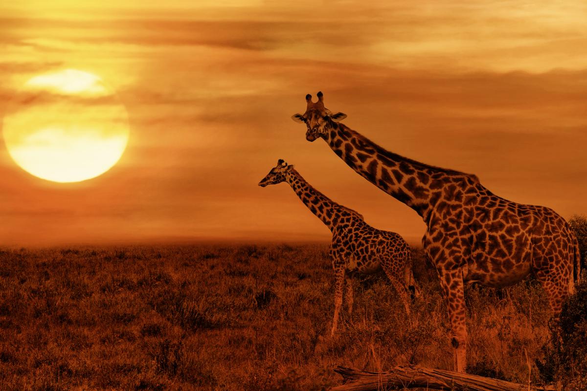 Sabana: qué es, características, flora y fauna