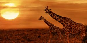 Sabana: qué es, características, flora y fauna