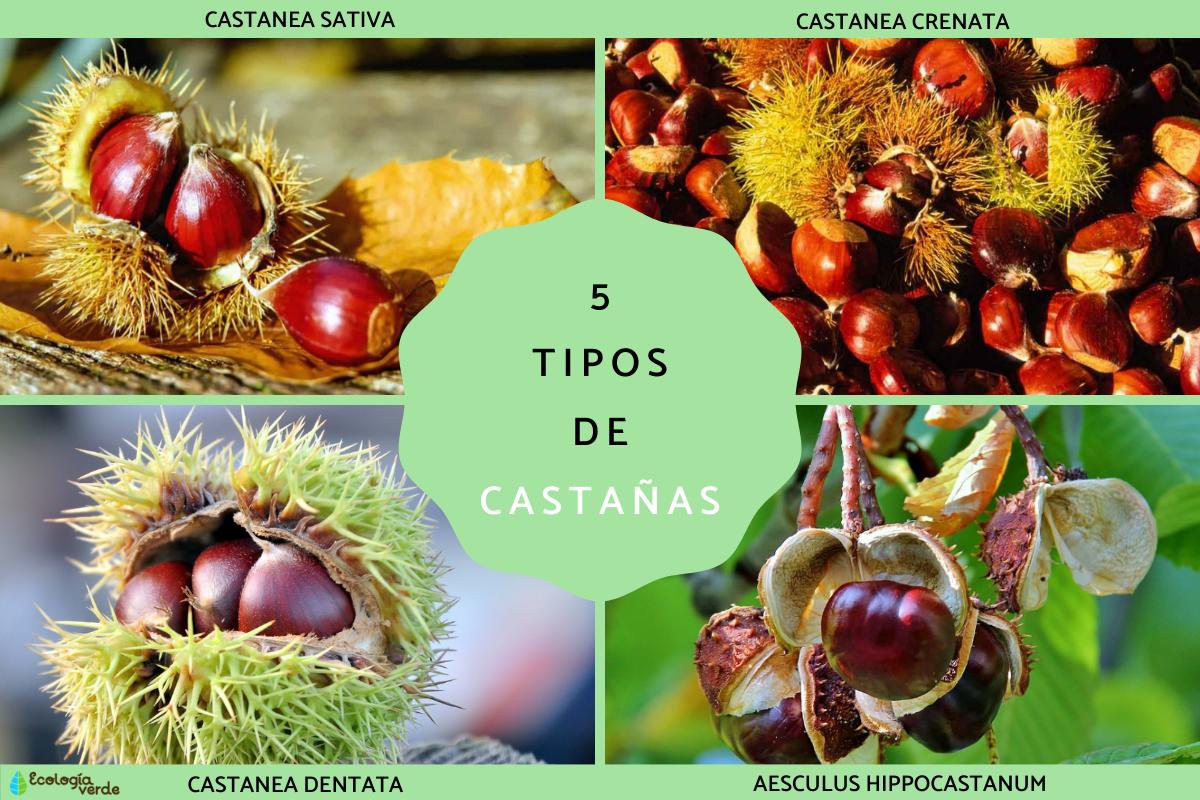 Tipos de castañas