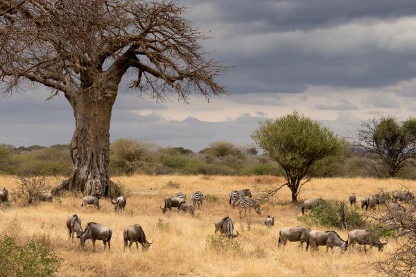 Sabana: qué es, características, flora y fauna - Tipos de sabanas