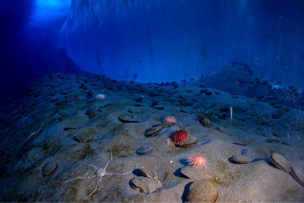 Llanura abisal: qué es, características y vida - Características de la llanura abisal