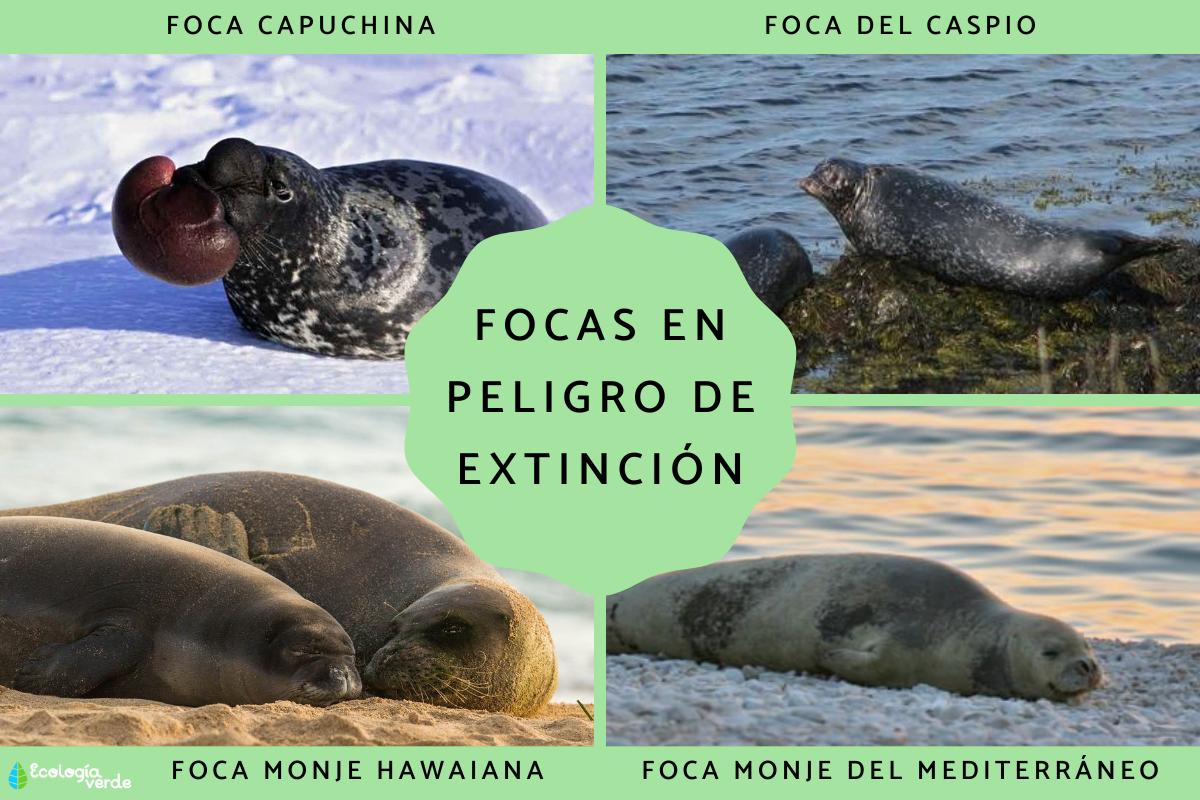 Focas en peligro de extinción