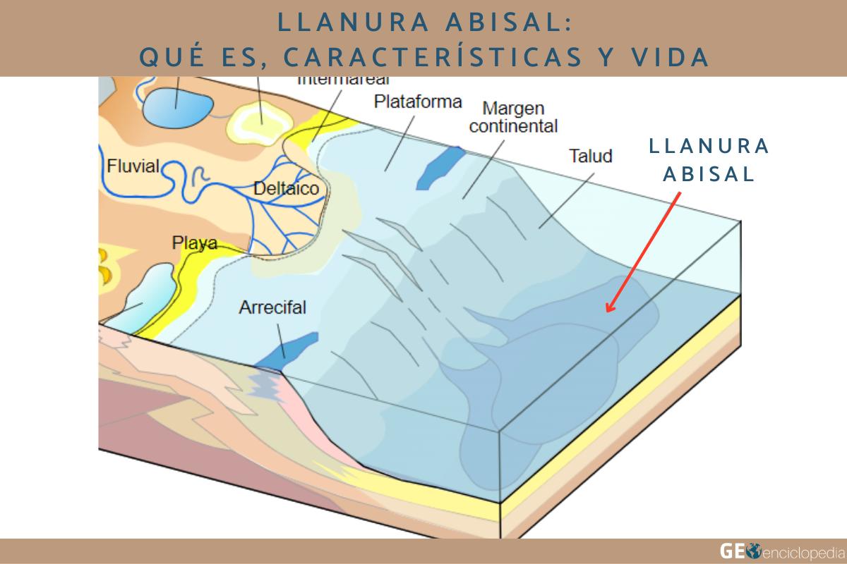 Llanura abisal: qué es, características y vida