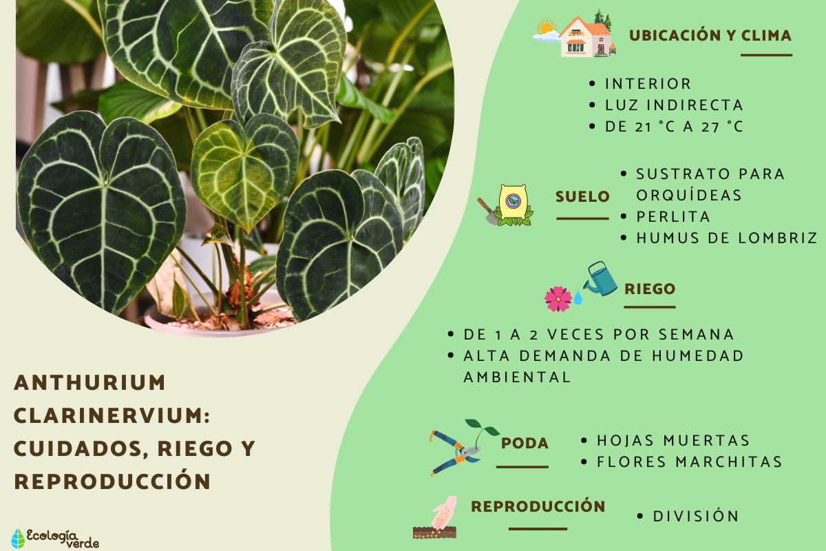 Anthurium clarinervium: cuidados, riego y reproducción
