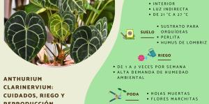 Anthurium clarinervium: cuidados, riego y reproducción