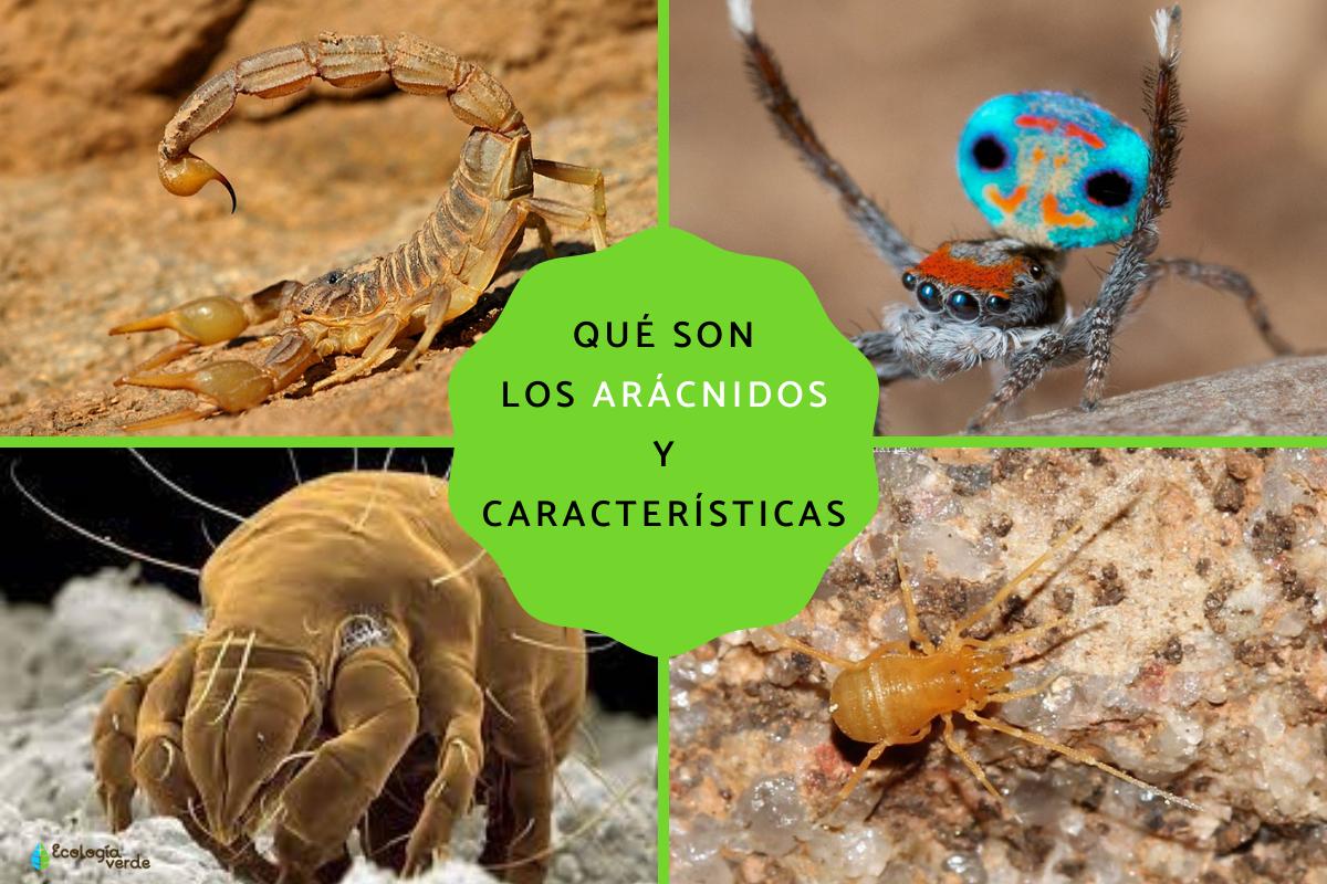 Arácnidos: características, tipos y ejemplos