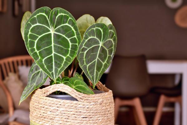 Anthurium clarinervium: cuidados, riego y reproducción - Características de Anthurium clarinervium