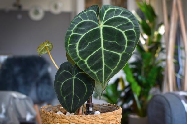 Anthurium clarinervium: cuidados, riego y reproducción - Luz, temperatura y ubicación