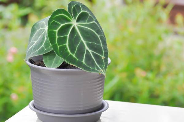 Anthurium clarinervium: cuidados, riego y reproducción - Suelo y abono de Anthurium clarinervium