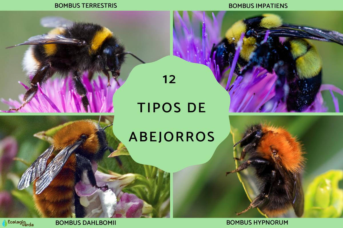 Tipos de abejorros