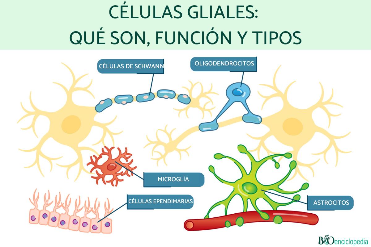 Células gliales: qué son, función y tipos