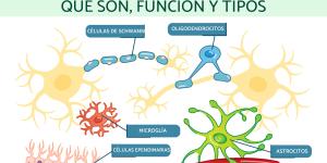 Células gliales: qué son, función y tipos