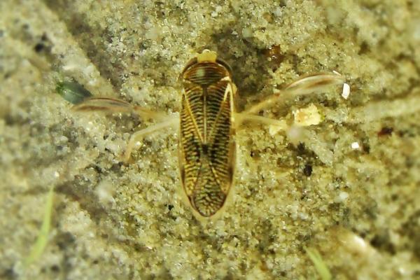 Insectos acuáticos: qué son, tipos y ejemplos - Coríxidos o barqueros (Corixidae)