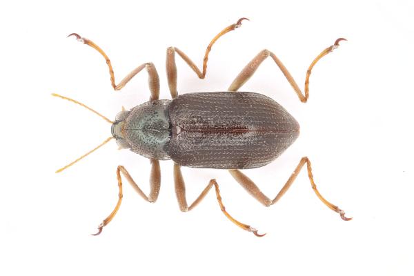 Insectos acuáticos: qué son, tipos y ejemplos - Élmidos (Elmidae)