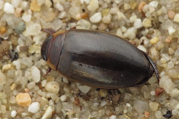 Insectos acuáticos: qué son, tipos y ejemplos - Escarabajos buceadores (Dytiscidae) 