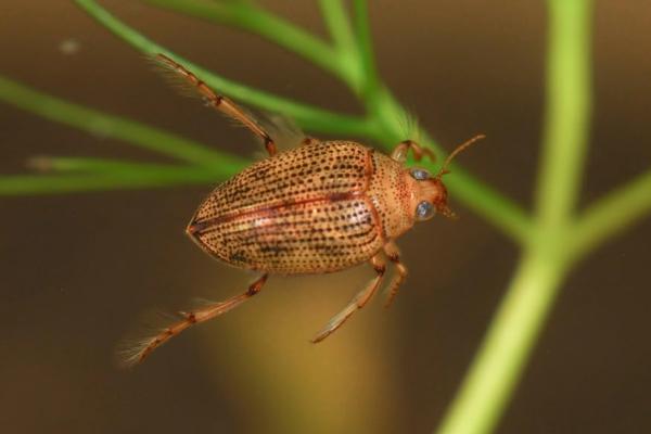 Insectos acuáticos: qué son, tipos y ejemplos - Halíplidos (Haliplidae) 