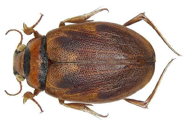 Insectos acuáticos: qué son, tipos y ejemplos - Higróbidos (Hygrobiidae)