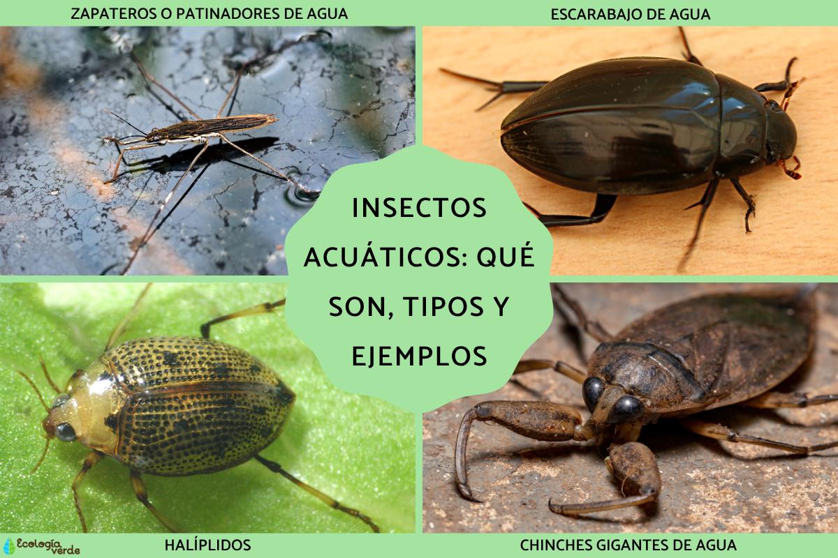 Insectos acuáticos: qué son, tipos y ejemplos