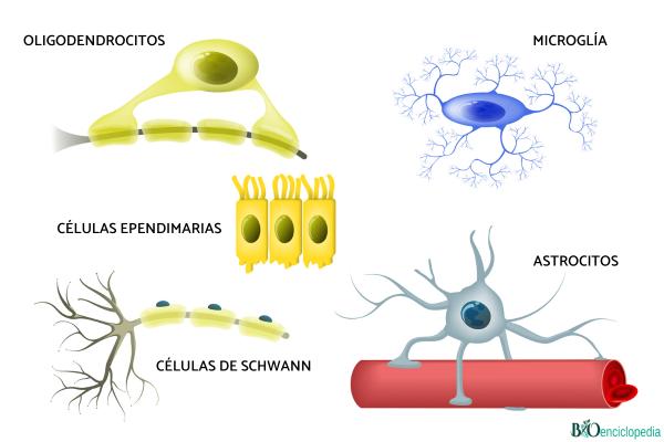 Células gliales: qué son, función y tipos - Tipos de células gliales