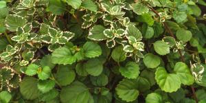 Cómo cultivar la planta del dinero en casa para que crezca fuerte y frondosa