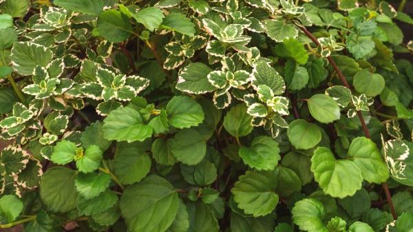 Cómo cultivar la planta del dinero en casa para que crezca fuerte y frondosa