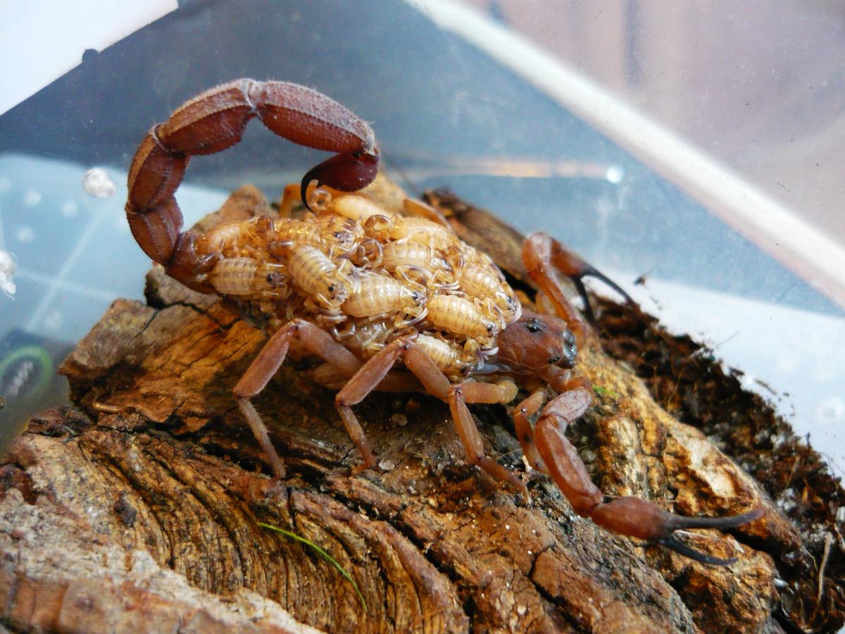 Cómo nacen los alacranes