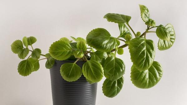 Cómo cultivar la planta del dinero en casa para que crezca fuerte y frondosa - El truco que hace que la planta del dinero sea más frondosa