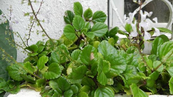 Cómo cultivar la planta del dinero en casa para que crezca fuerte y frondosa - Luz y ubicación: el secreto de unas hojas brillantes