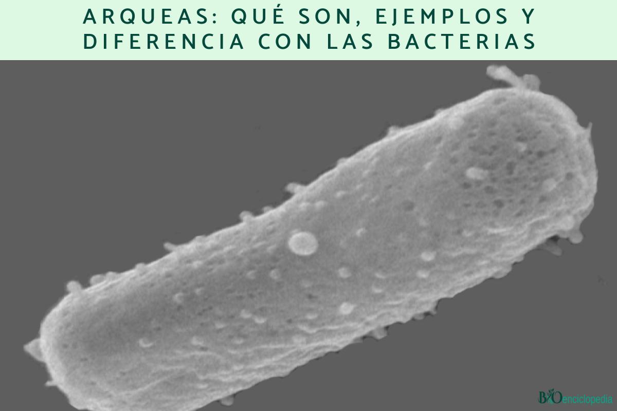 Arqueas: qué son, ejemplos y diferencia con las bacterias