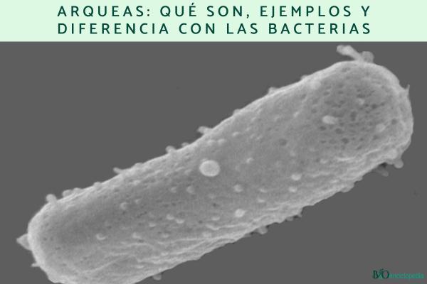 Arqueas: qué son, ejemplos y diferencia con las bacterias