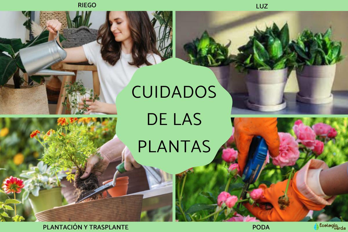 Cómo cuidar las plantas