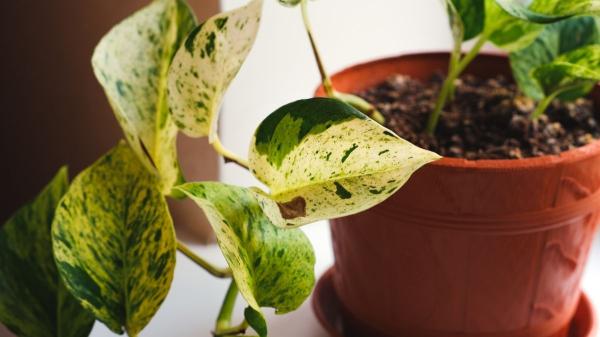 Potus sin hojas nuevas: por qué ha dejado de crecer y cómo puedes ayudarlo - Falta de luz: la causa más común de un potus sin hojas nuevas